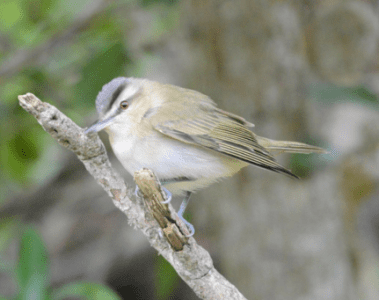bird1