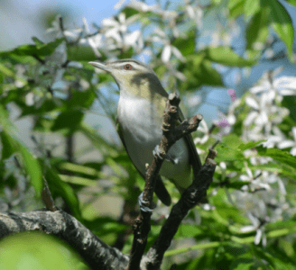 bird2