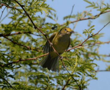 bird3
