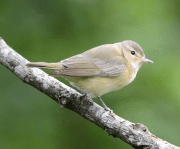 bird4