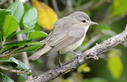 bird5