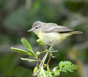 bird6