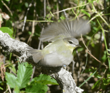 bird7