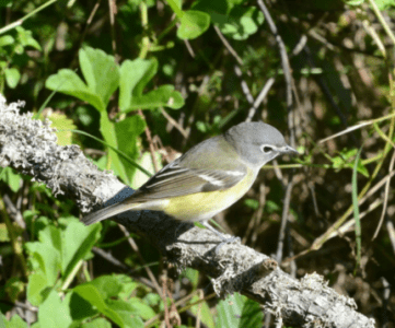 bird8