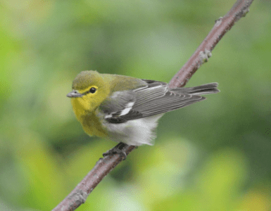 bird9