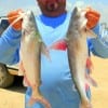 Baytown angler Joe Lilly caught these nice 4lb gafftop on live finger mullet.