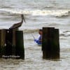 Curious George the Pelican eyeballing an angler