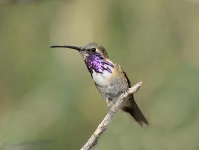 Western Primitive Land Birds1