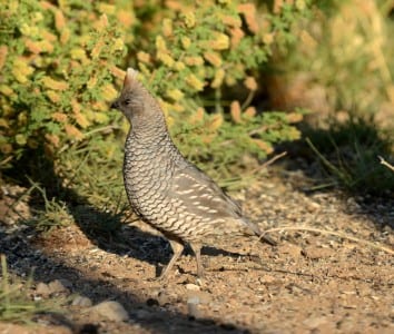 Western Primitive Land Birds10
