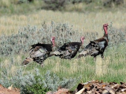 Western Primitive Land Birds11