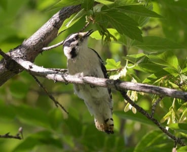 Western Primitive Land Birds12
