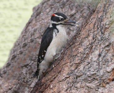 Western Primitive Land Birds13