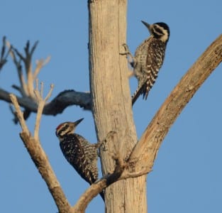 Western Primitive Land Birds14