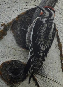 Western Primitive Land Birds15