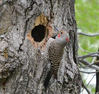 Western Primitive Land Birds16