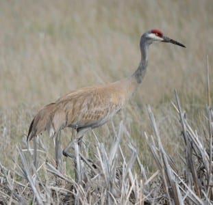 Western Primitive Land Birds17