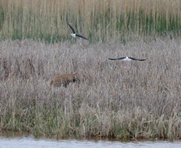 Western Primitive Land Birds19