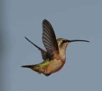Western Primitive Land Birds2