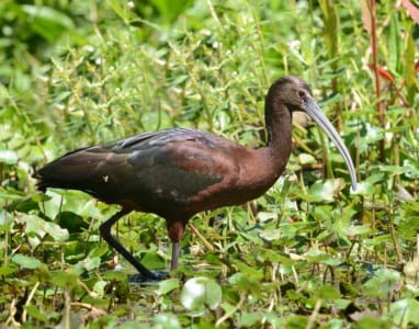Western Primitive Land Birds20