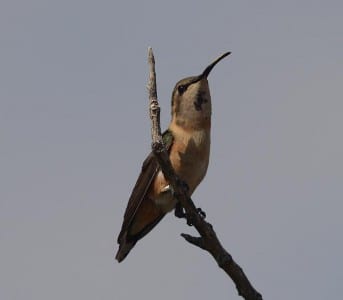 Western Primitive Land Birds3