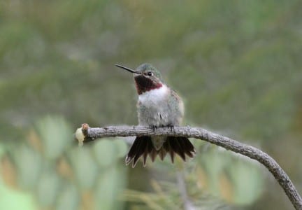 Western Primitive Land Birds4