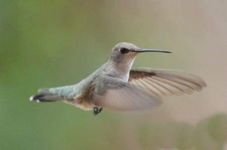 Western Primitive Land Birds5