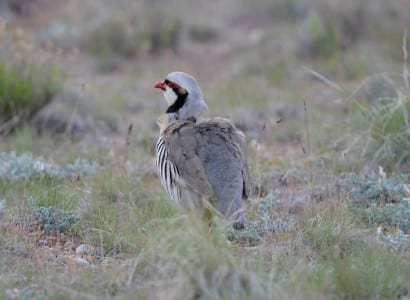 Western Primitive Land Birds6