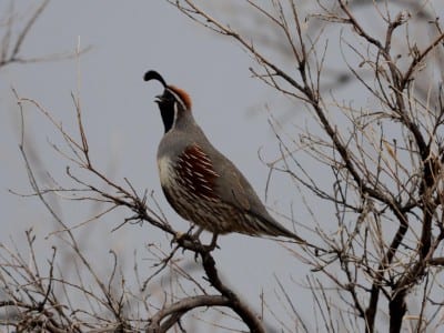 Western Primitive Land Birds7