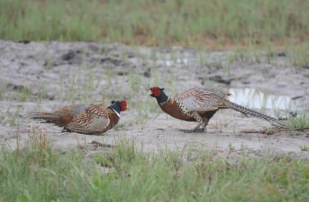 Western Primitive Land Birds8
