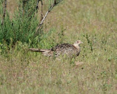 Western Primitive Land Birds9