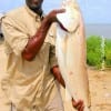 Anthony Thomas of Houston caught and released this tagger huge bull red on live croaker