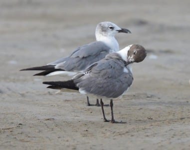 August Gulls n Terns1