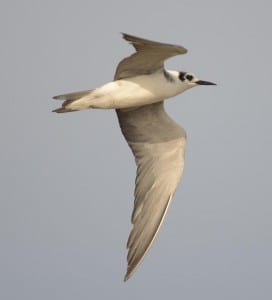 August Gulls n Terns10