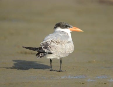 August Gulls n Terns11