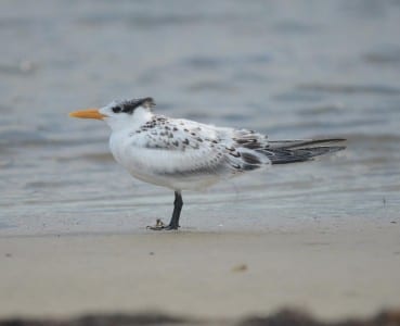 August Gulls n Terns12
