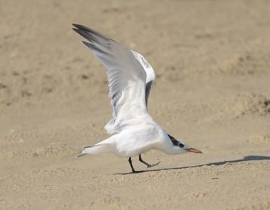 August Gulls n Terns14