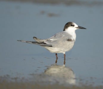 August Gulls n Terns16