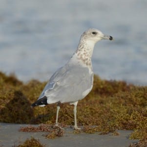 August Gulls n Terns4
