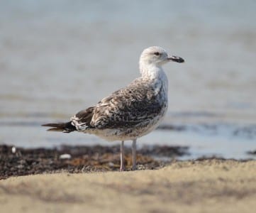 August Gulls n Terns7