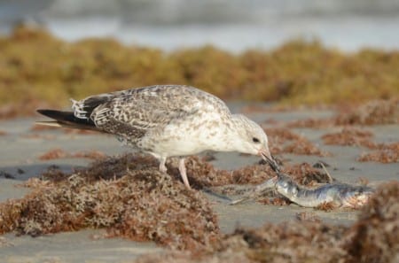August Gulls n Terns8