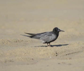 August Gulls n Terns9