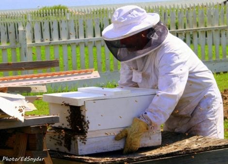 Beekeeper James Wood boxing the bees and taking the hive away