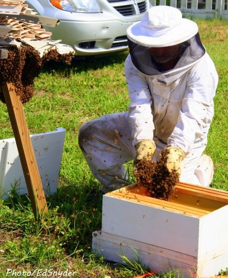 Beekeeper James Woods carefully grabbing handfulls of bees to the hive box in hopes of catching the queen