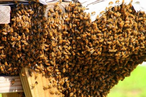 Bees Swarming around the Queen Bee