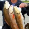 Clear Lake TX angler John Brian fished live finger mullet to catch this limit of slot reds