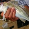 Croaker - Great Catch