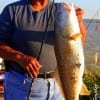 Danny Pringle of Humble TX was fishing live shrimp when this 32inch tagger bull red hit