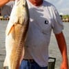 David Frachiseur of Grannis ARK caught this 32 inch tagger bull red on finger mullet