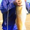 Gordon Ray McDaniels of Houston took this 39 inch tagger bull red on a finger mullet