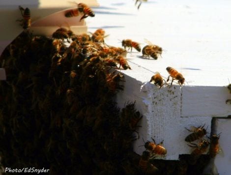 Here you can see the Bees tailing and fanning which means that the Queen Bee is safe in the Hive Box